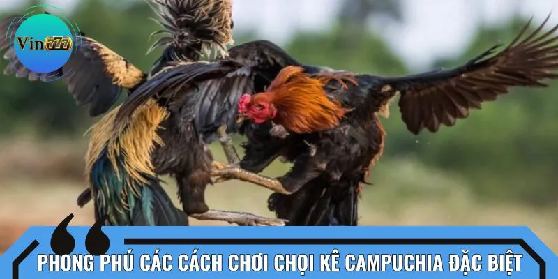 Phong phú các cách chơi chọi kê Campuchia đặc biệt