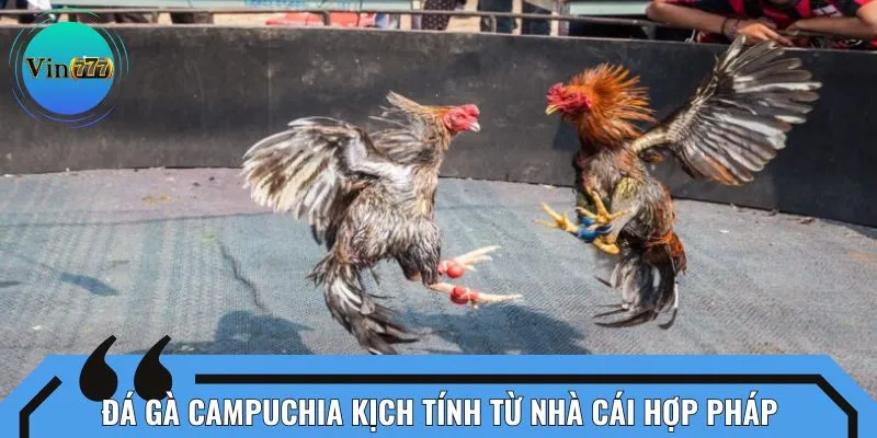 Đá gà Campuchia kịch tính từ nhà cái hợp pháp