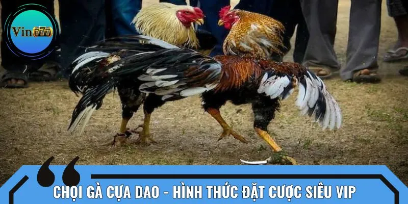 Chọi gà cựa dao - hình thức đặt cược siêu vip