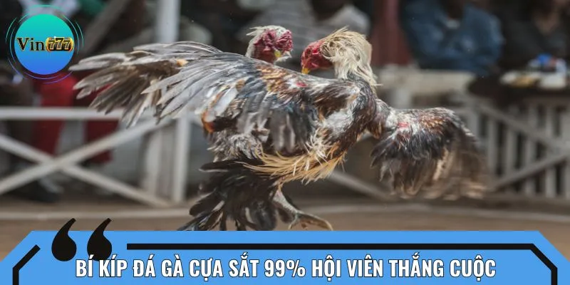 Bí kíp đá gà cựa sắt 99% hội viên thắng cuộc