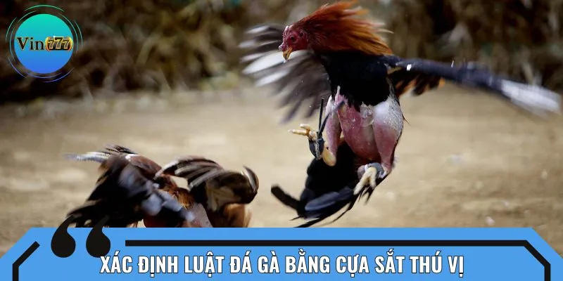 Xác định luật đá gà bằng cựa sắt thú vị