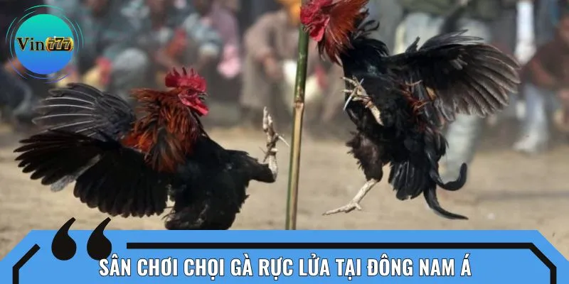 Sân chơi chọi gà rực lửa tại Đông Nam Á