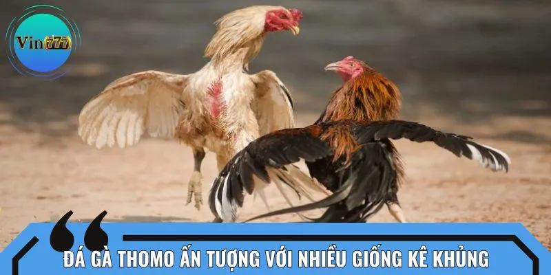 Đá gà Thomo ấn tượng với nhiều giống kê khủng