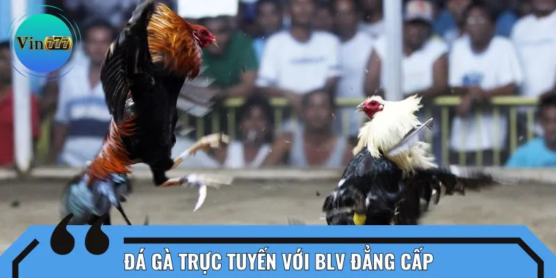 Đá gà trực tuyến với BLV đẳng cấp
